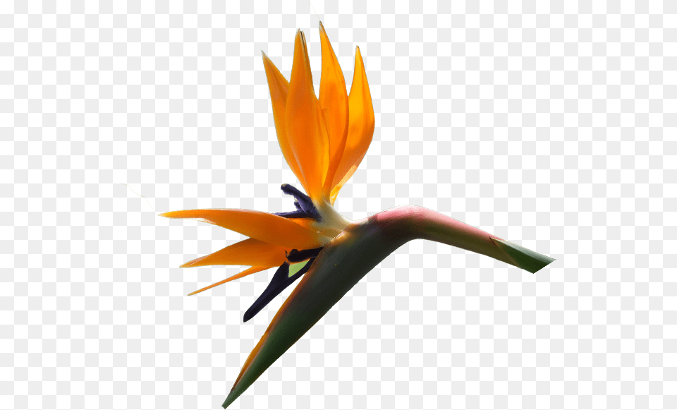 Strelitzia Reginae Bird Of Paradise Width 618 Height Bird Of Paradise, Flower, Petal, Plant Free Png Download