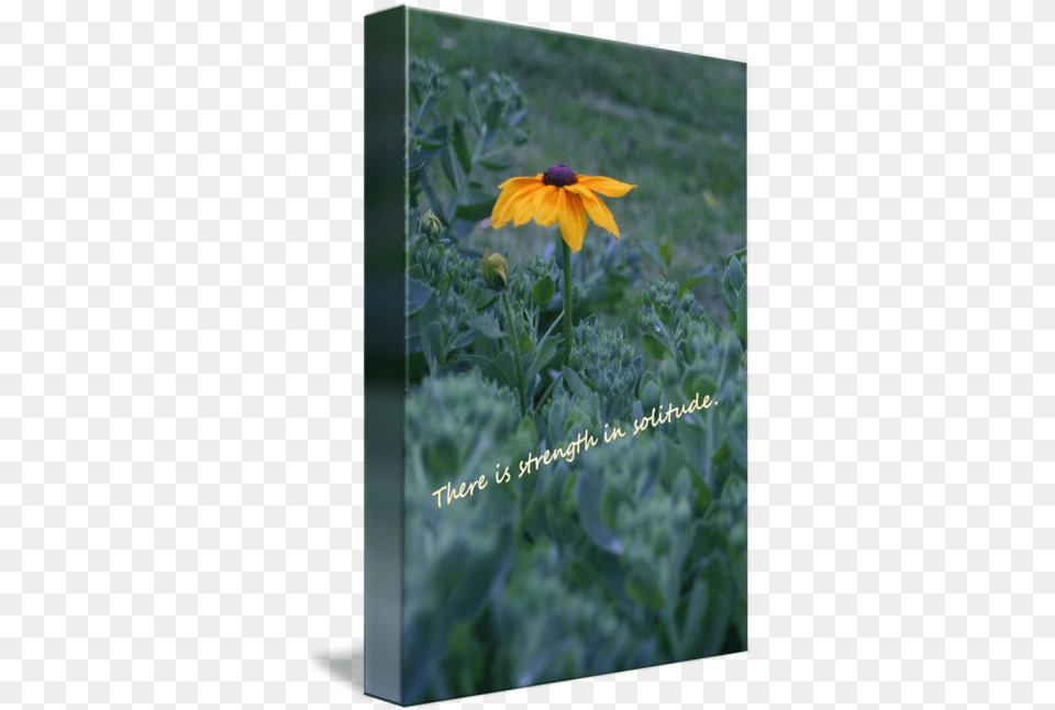 Strength Solitude Yellow Flower Quote By Kyla Schnabel Susan, Daisy, Petal, Plant, Herbal Free Transparent Png