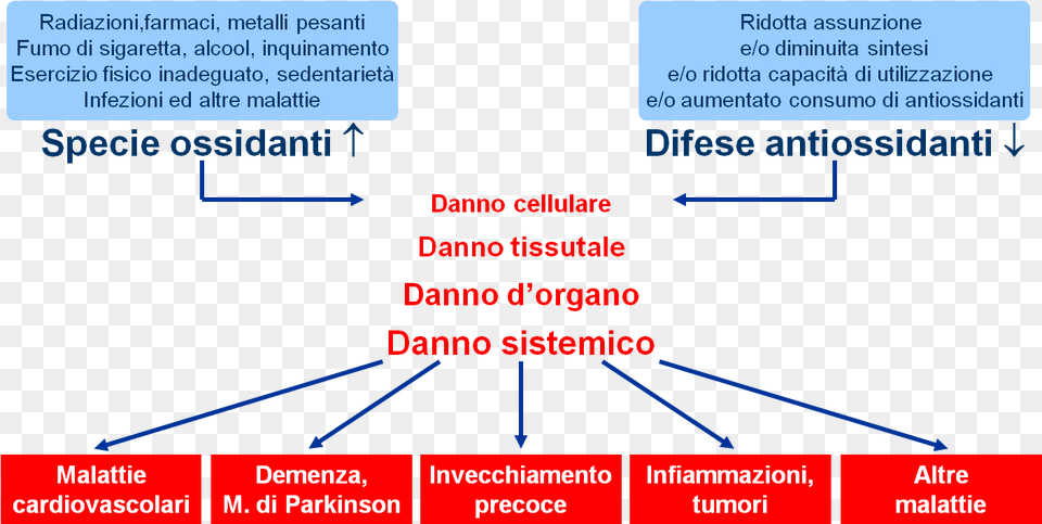 Stress Ossidativo Danni, Diagram, Text, Uml Diagram Free Png Download
