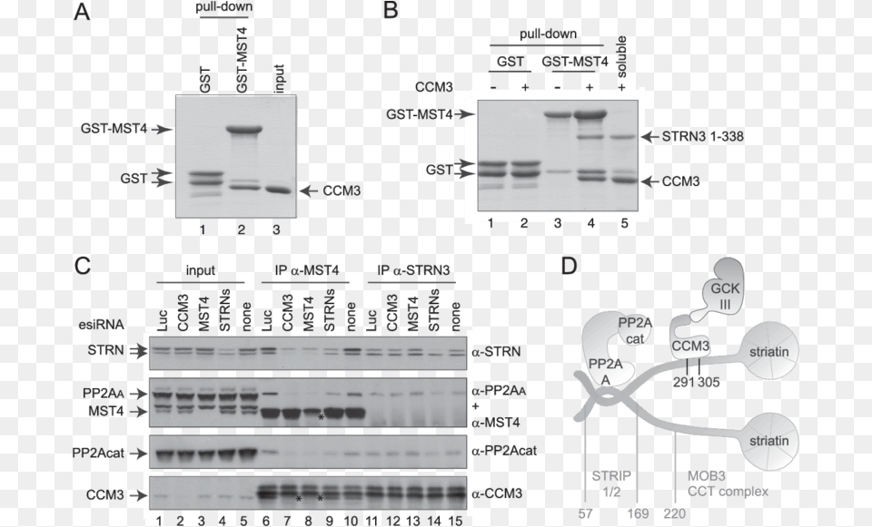 Striatin And Ccm3 Bridge The Kinase And Phosphatase, Chart, Plot Png Image