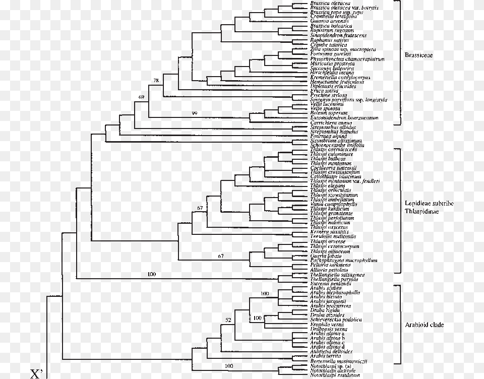 Strict Consensus Of The 14 580 Most Parsimonious Trees Phyllostomidae Phylogeny, Chart, Diagram, Plan, Plot Png