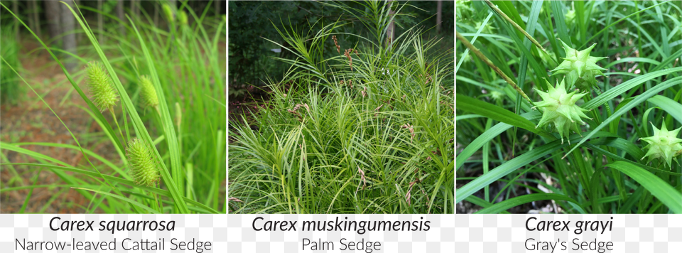 Stricta Forms Dense Tussocks Under Wet Conditions Sedges Plants Free Png