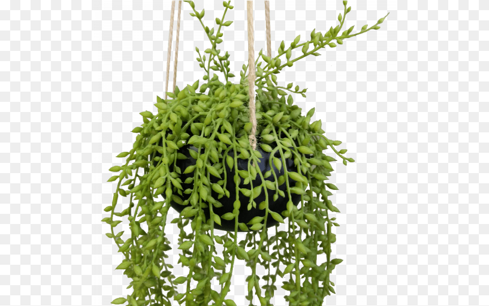 String Of Beads In Ceramic Hanging Pot Senecio Houseplant, Plant, Potted Plant, Tree, Moss Free Png