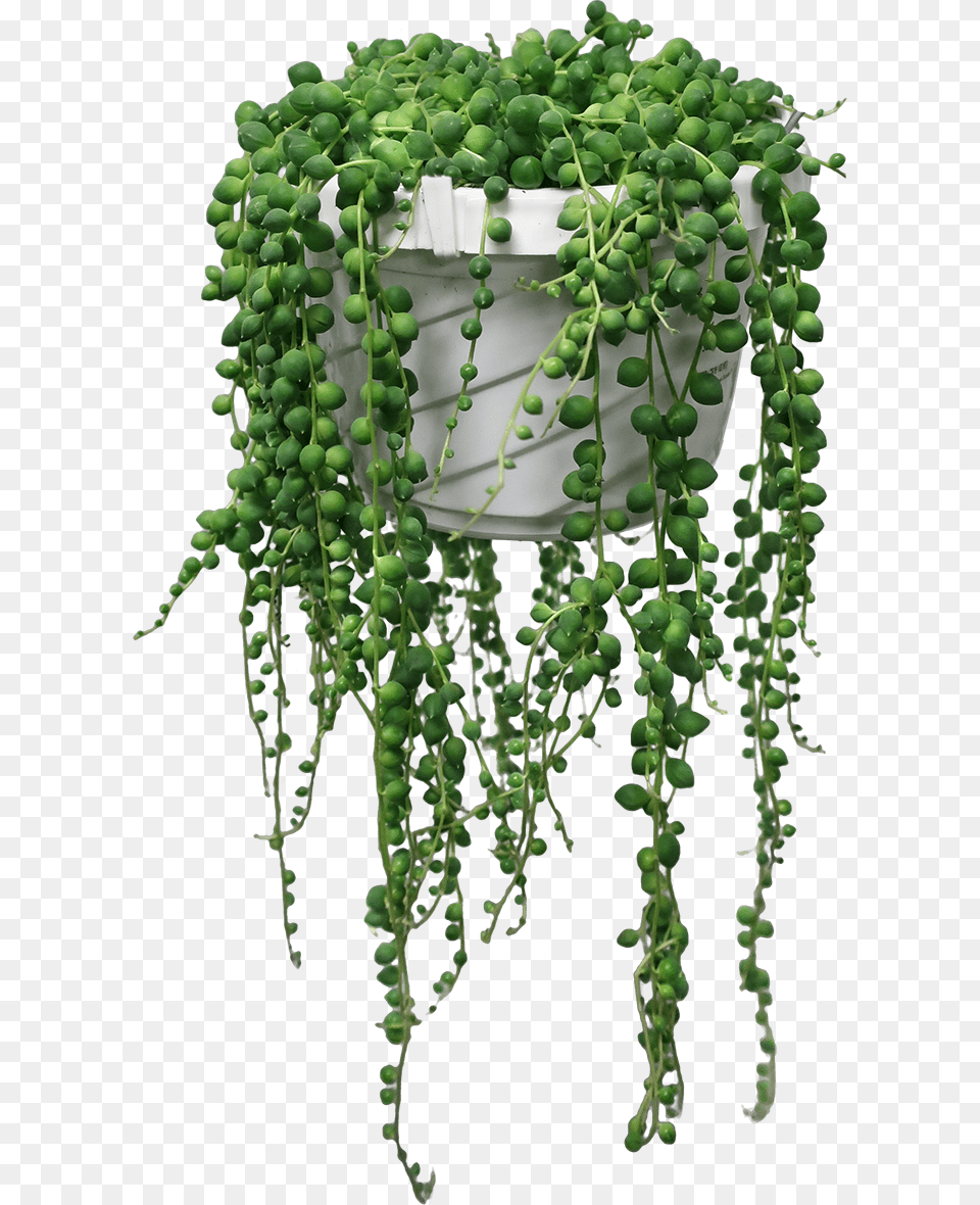 String Of Pearls, Plant, Vine, Potted Plant, Food Free Transparent Png
