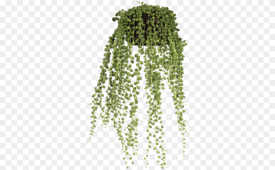 String Of Pearls Hanging Flower Pots, Plant, Vine, Moss Free Png Download