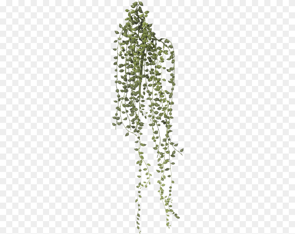 String Of Pearls Plants Canvas Home Interiors Australia String Of Pearls Plant Leaf, Vine, Fern, Tree Free Transparent Png