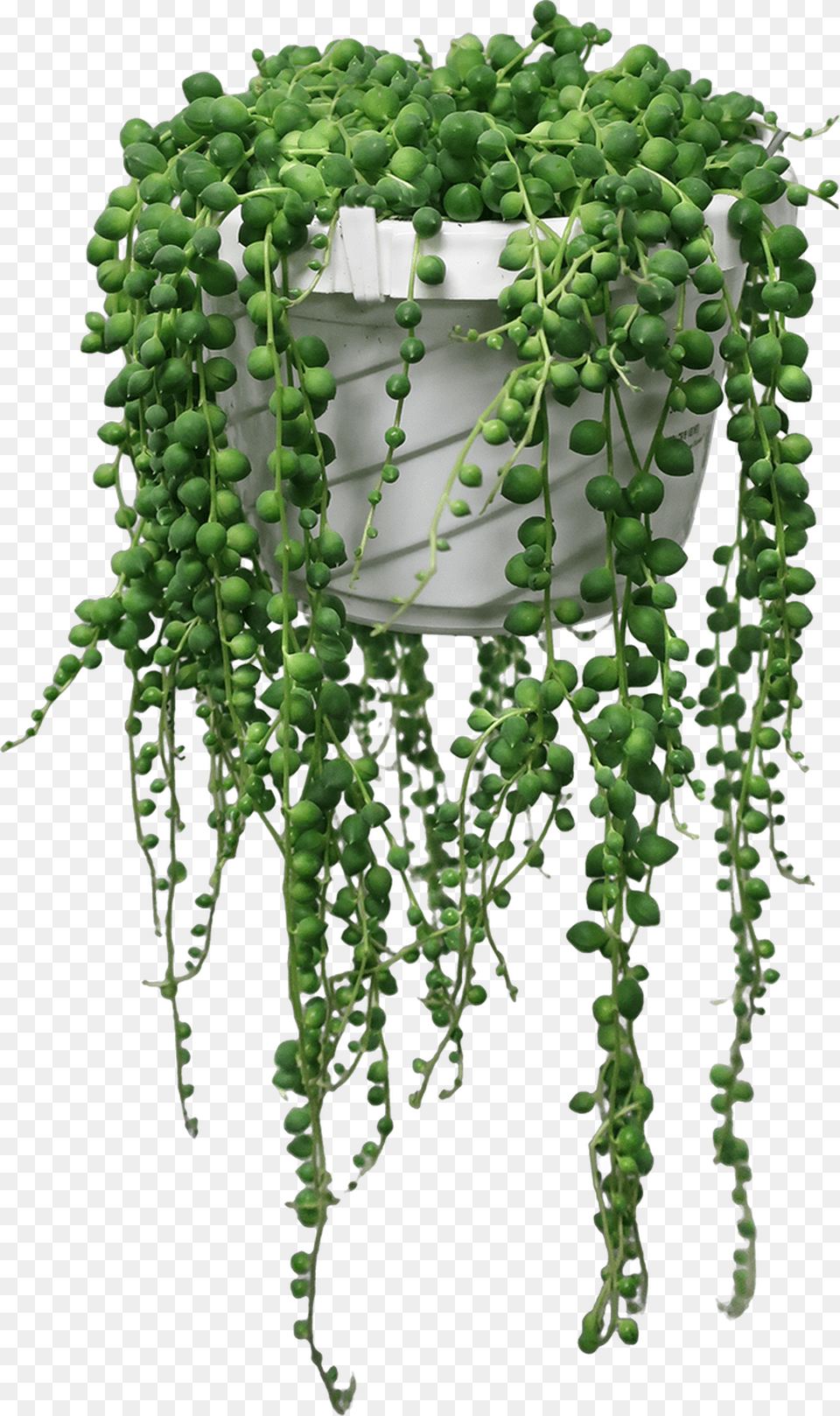 String Of Pearlsbeads In A Hanging Basket 6quot Pearl Plant, Vine, Food, Produce Png