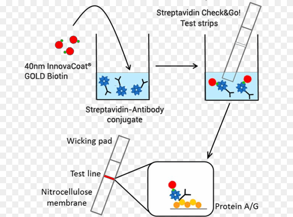 Strip Test Biotin Streptavidin Free Png Download