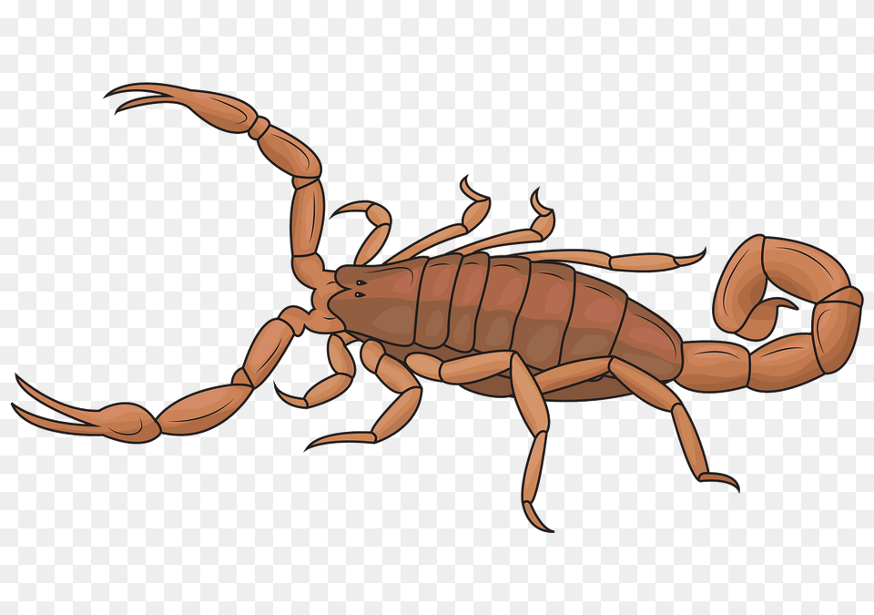 Striped Bark Scorpion Clipart, Animal, Invertebrate, Food, Lobster Free Png