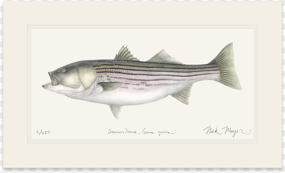 Striped Bass, Animal, Fish, Sea Life, Bonito Free Png Download