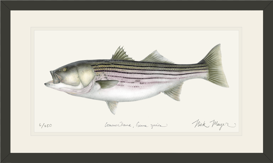 Striped Bass, Animal, Fish, Sea Life, Bonito Free Transparent Png
