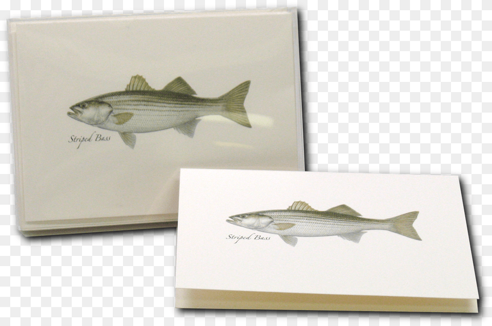 Striped Bass, Animal, Fish, Food, Mullet Fish Png