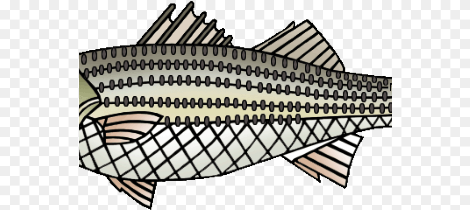 Striped Bass Cliparts Illustration, Animal, Fish, Food, Mullet Fish Png