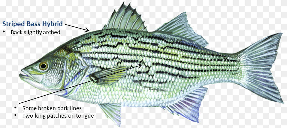 Striped Bass Hybrid Hybrid Bass, Animal, Fish, Sea Life, Perch Png Image