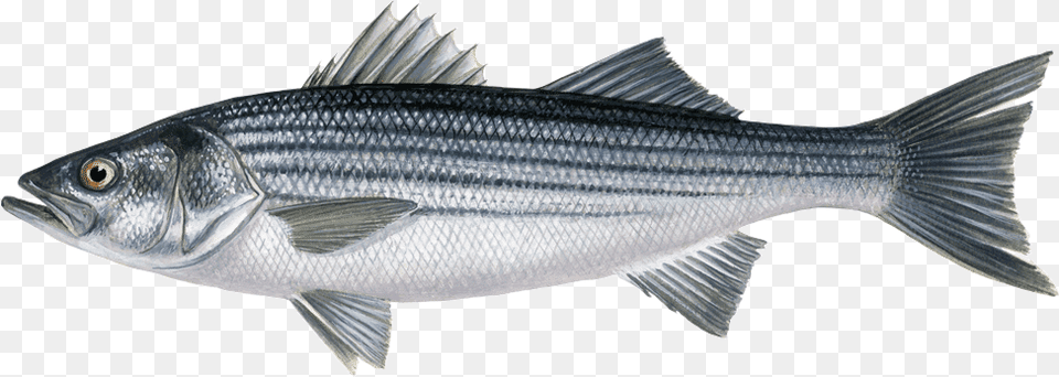 Striped Bass Morone Saxatilis Sw Santa Monica Seafood Market Amp Caf, Animal, Fish, Sea Life, Food Free Png