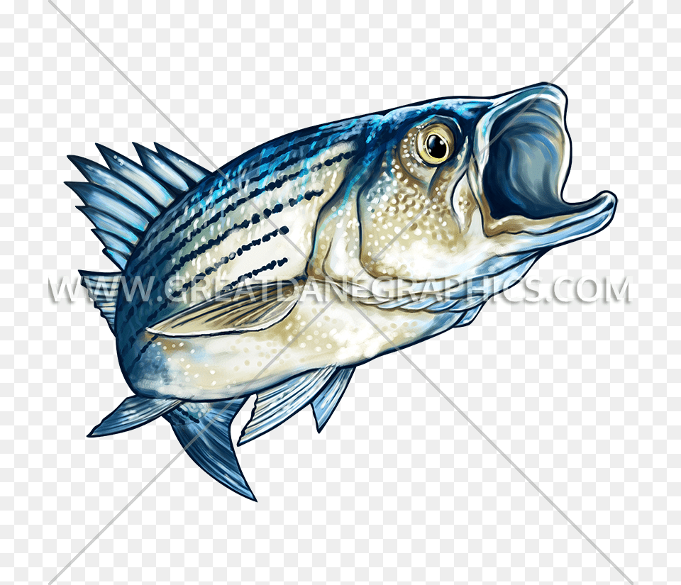 Striped Bass Production Ready Artwork For T Shirt Printing, Animal, Fish, Sea Life, Tuna Free Png Download