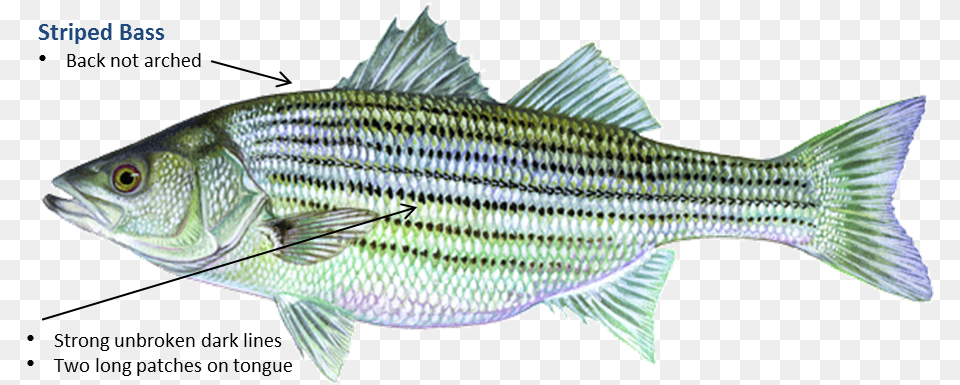 Striped Bass Striper Oklahoma, Animal, Fish, Sea Life, Food Free Transparent Png