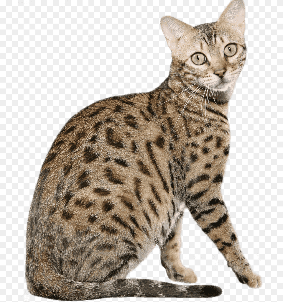Striped Cat Transparent, Animal, Mammal, Pet, Egyptian Cat Png Image