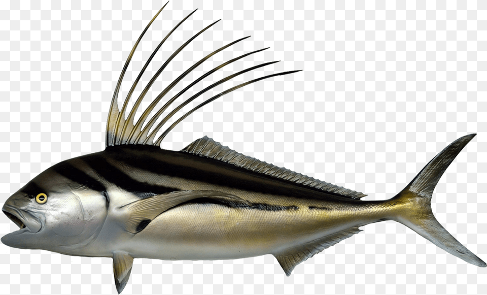 Striped Darter Roosterfish, Animal, Fish, Sea Life, Tuna Png