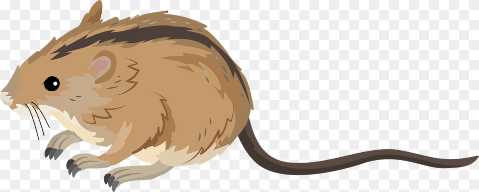 Striped Field Mouse Clipart, Animal, Mammal, Computer Hardware, Electronics Png