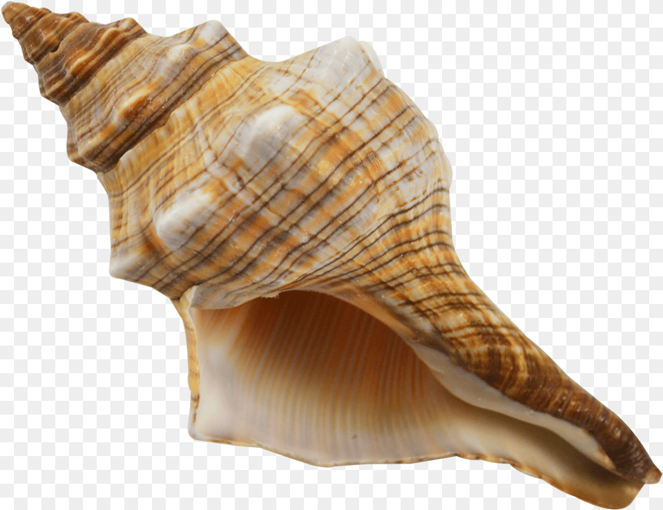 Striped Fox Shell Gastropods Conch, Animal, Invertebrate, Sea Life, Seashell Free Png Download