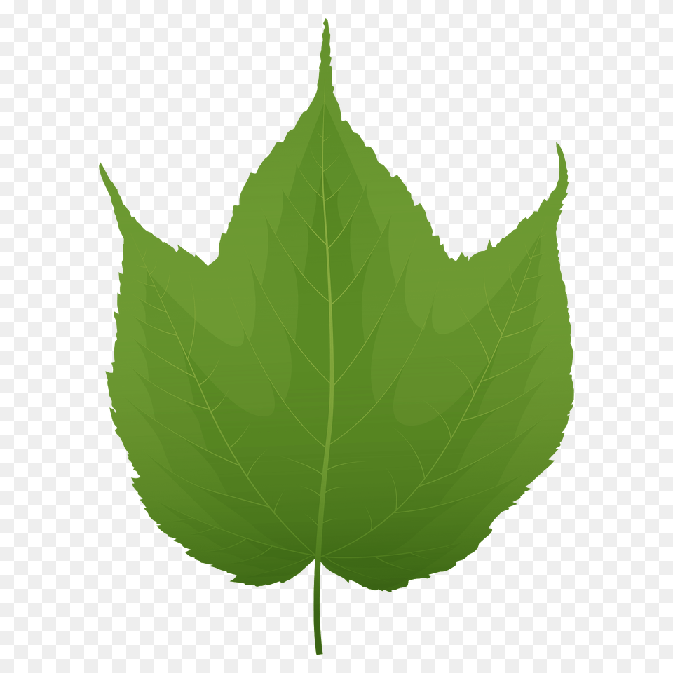 Striped Maple Green Leaf Clipart, Plant, Tree, Chandelier, Lamp Free Transparent Png