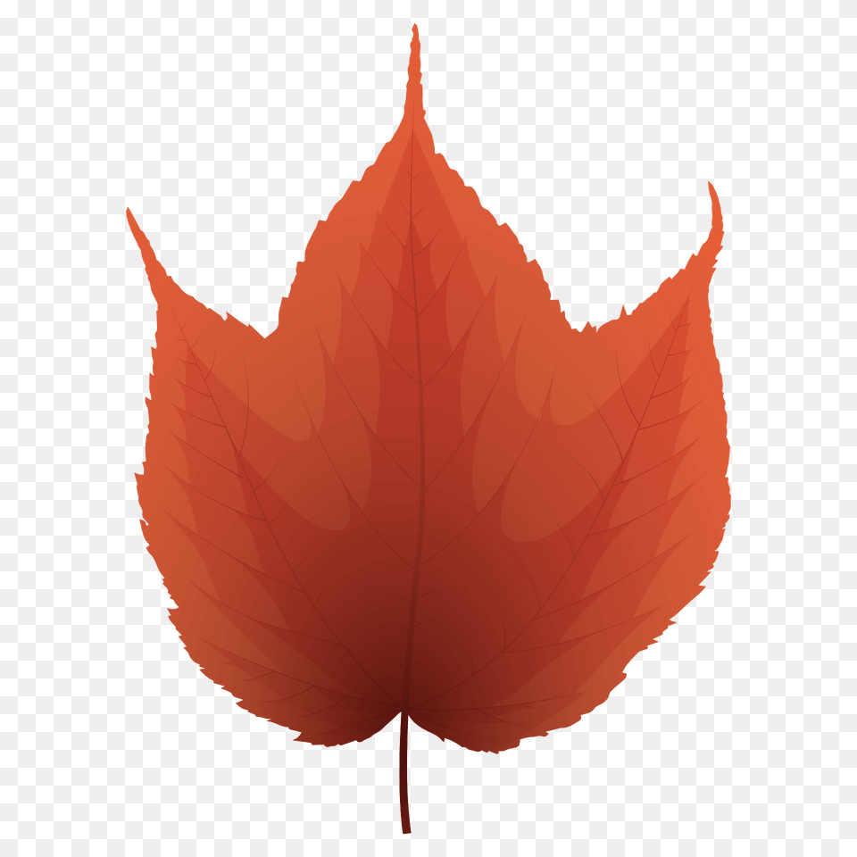 Striped Maple Red Leaf Clipart, Plant, Tree, Maple Leaf Png