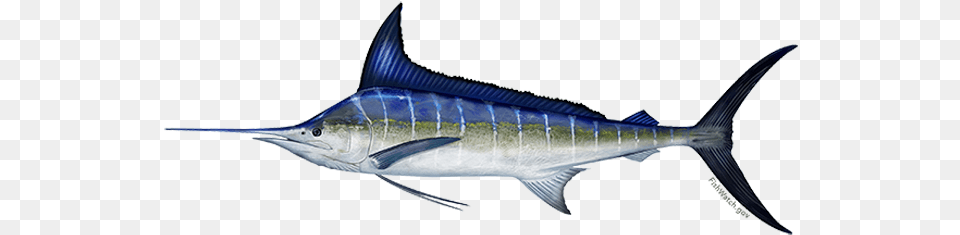 Striped Marlin, Animal, Sea Life, Fish, Swordfish Png Image