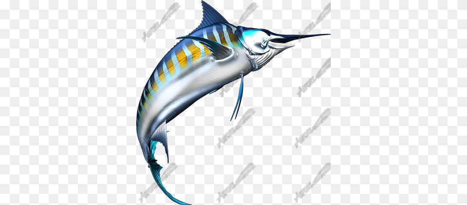 Striped Marlin, Animal, Sea Life, Fish, Swordfish Free Transparent Png