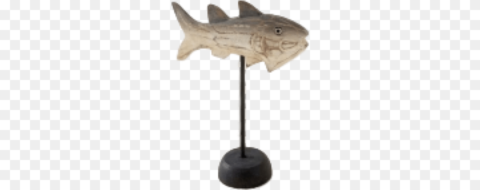 Striper Bass, Animal, Cod, Fish, Sea Life Png Image
