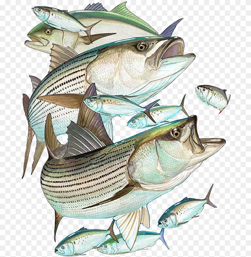 Striper Bass, Animal, Fish, Sea Life, Tuna Free Transparent Png