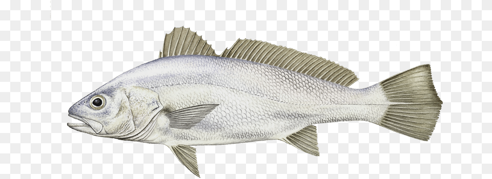 Striper Bass, Animal, Fish, Sea Life, Perch Free Png