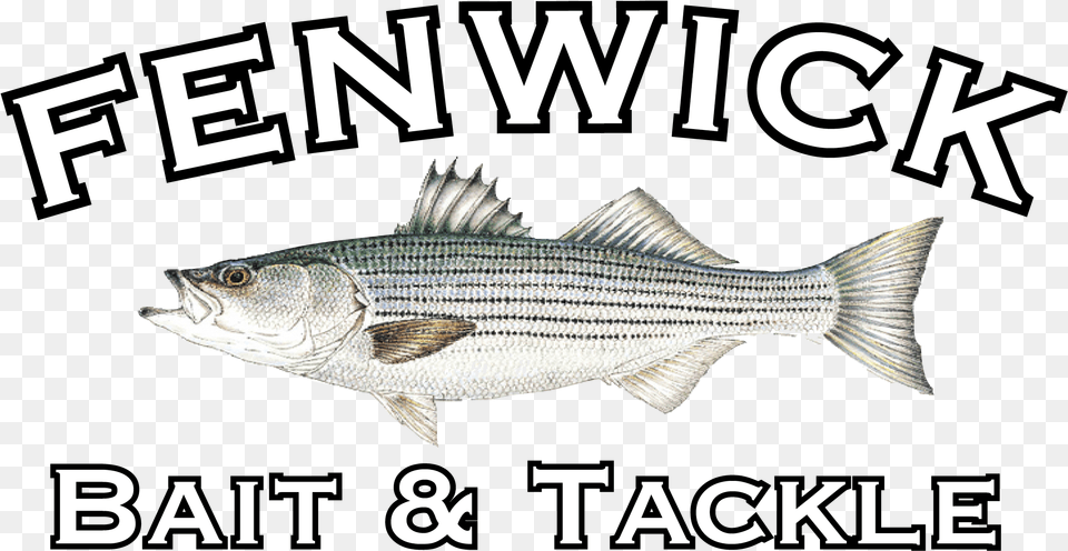 Striper Bass, Animal, Fish, Sea Life Free Png