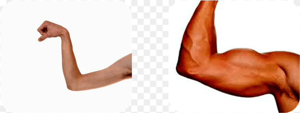 Strong And Weak Muscles, Arm, Body Part, Person, Adult Png Image