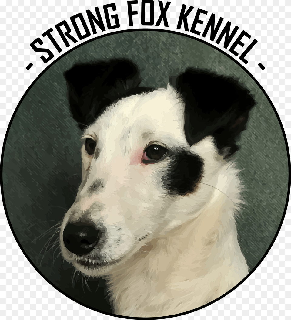 Strong Fox Kennel Companion Dog, Animal, Canine, Mammal, Pet Free Png Download