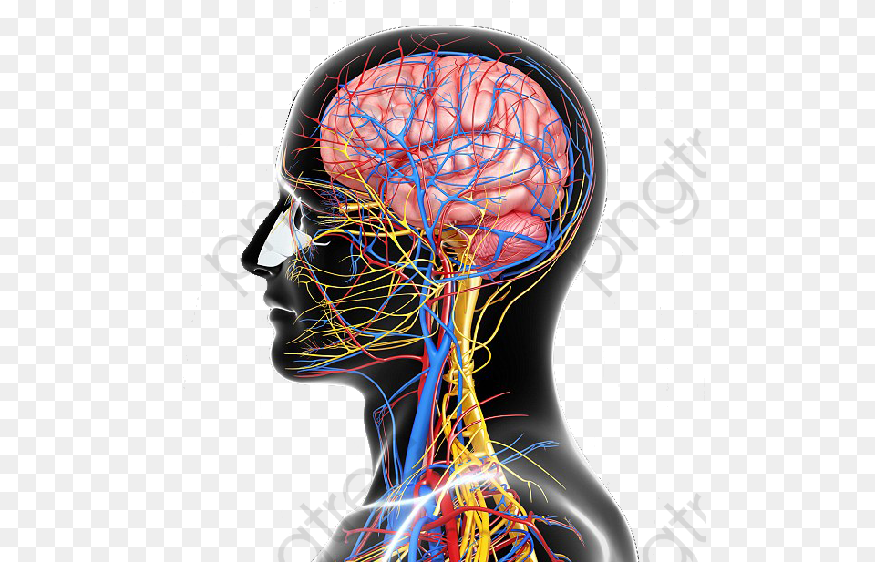 Structure Nervous System Nervous System Omega, Person, Head, Face, Ball Png Image