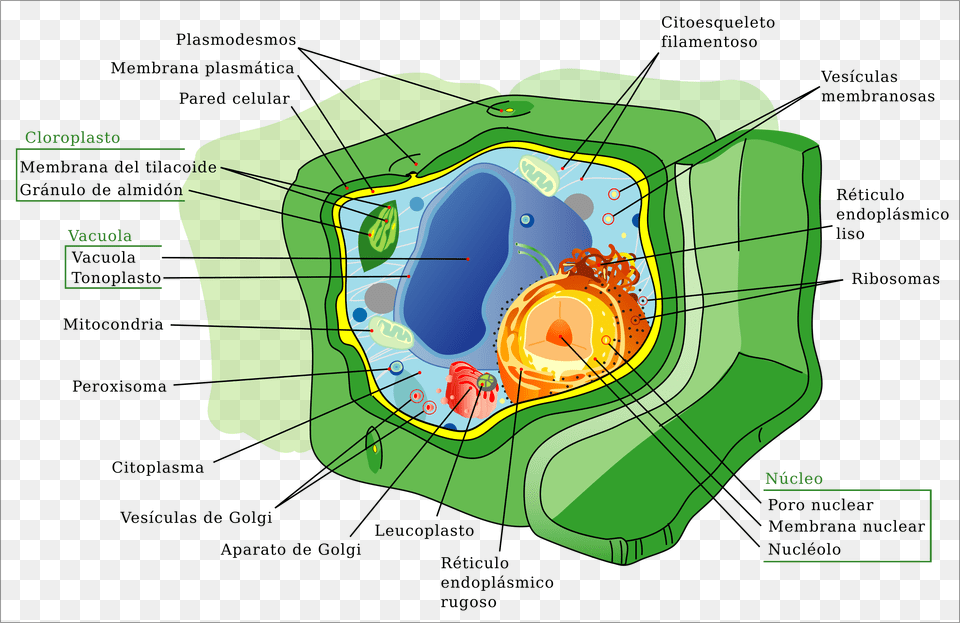 Structure Of An Plant Cell, Land, Nature, Outdoors, Water Free Transparent Png
