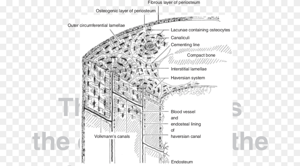 Structure Of Compact Bone Diagram, Plot, Chart, Plan, Arch Free Transparent Png