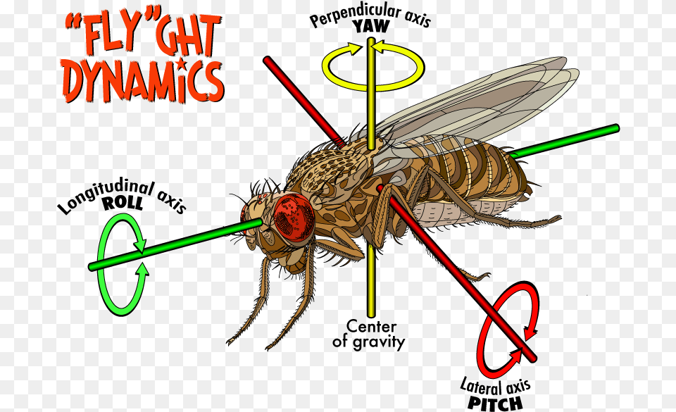 Structure Of Fruit Fly, Animal, Insect, Invertebrate, Spider Png Image