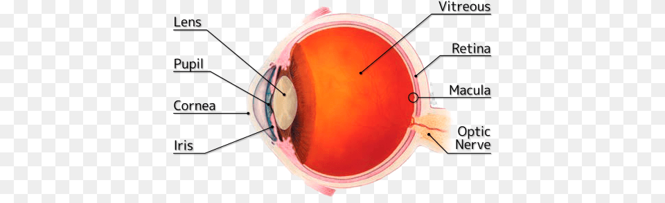 Structure Of Human Eye Patient39s Guide To Cataracts And Cataract Surgery, Ct Scan, Food, Ketchup Free Transparent Png
