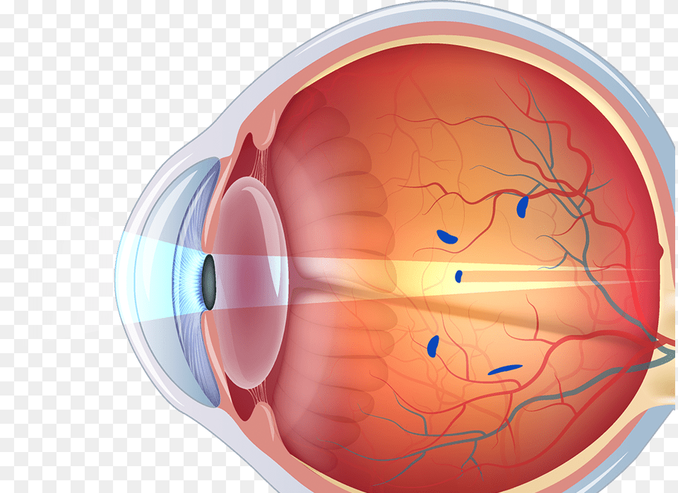 Structure Of Human Eye Without Label, Ct Scan, Face, Head, Person Png Image