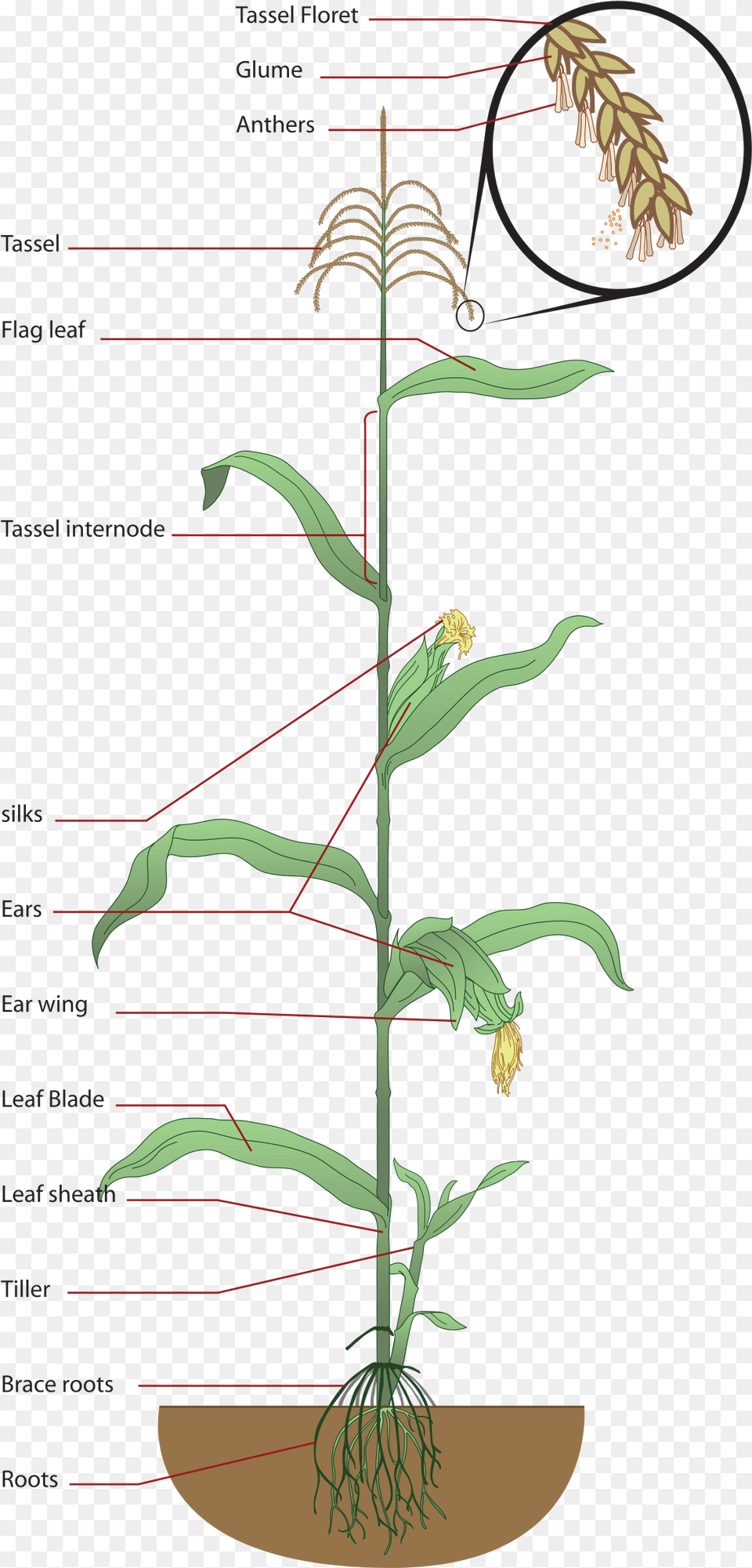 Structure Of Maize Plant, Grass, Flower, Flower Arrangement Free Png