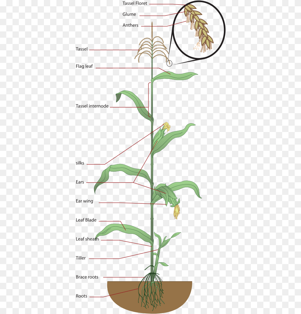 Structure Of Maize Plant, Grass, Flower Png Image
