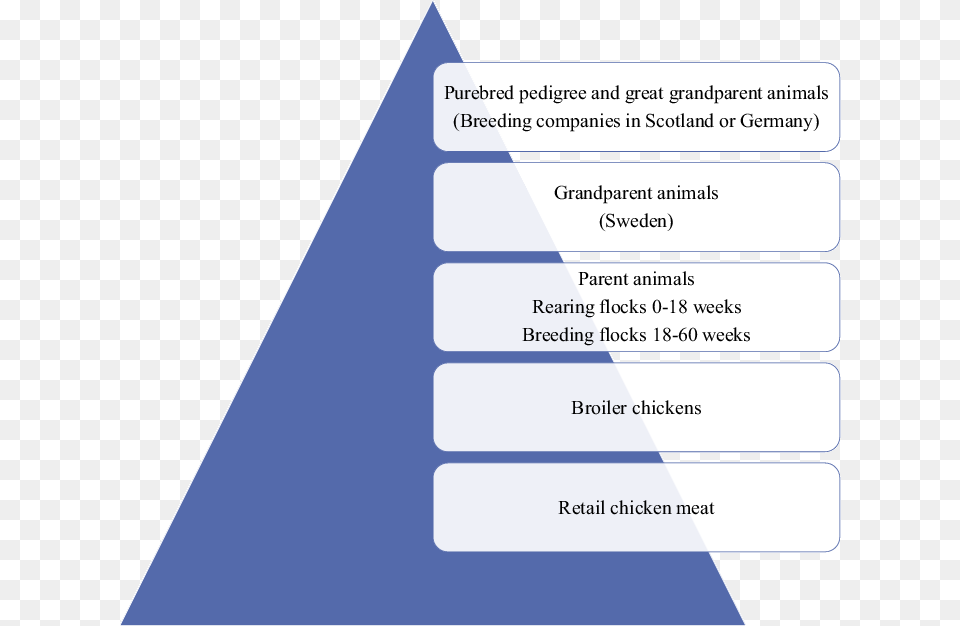 Structure Of The Broiler Production Pyramid Cephalosporin Pyramid, Triangle, Text Png Image