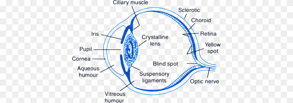 Structure Of The Human Eye Structure Of Human Eye Class, Diagram Png Image