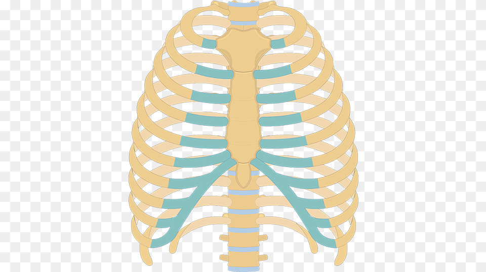 Structure Of The Ribcage And Ribs Unlabeled Rib Cage Diagram, Coil, Spiral Png Image
