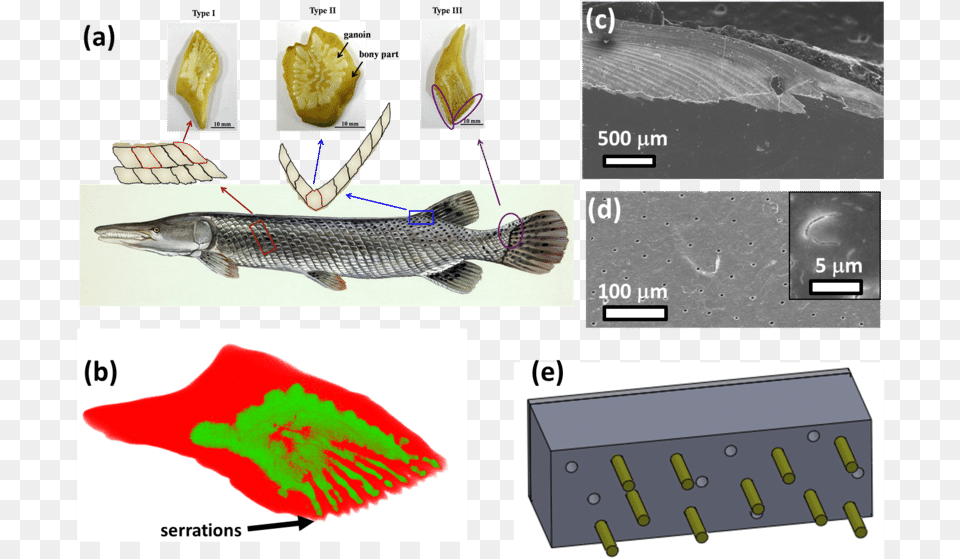 Structure Of The Scales Of Atractosteus Spatula Alligator Gar Fish, Animal, Sea Life, Electronics, Hardware Free Png Download