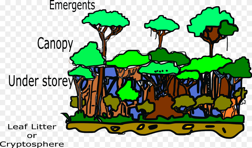 Structure Of Tropical Rainforest, Art, Outdoors, Painting Free Png