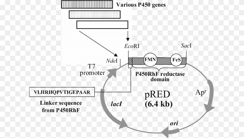 Structure Of Vector Pred For Functionally Expressing Diagram, Text Png