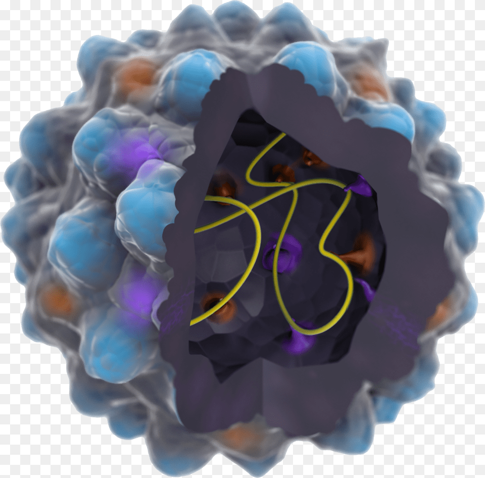 Structured Parvoviral Particles Of Vp3 Protein And Bead, Accessories, Ornament, Sphere, Pattern Png